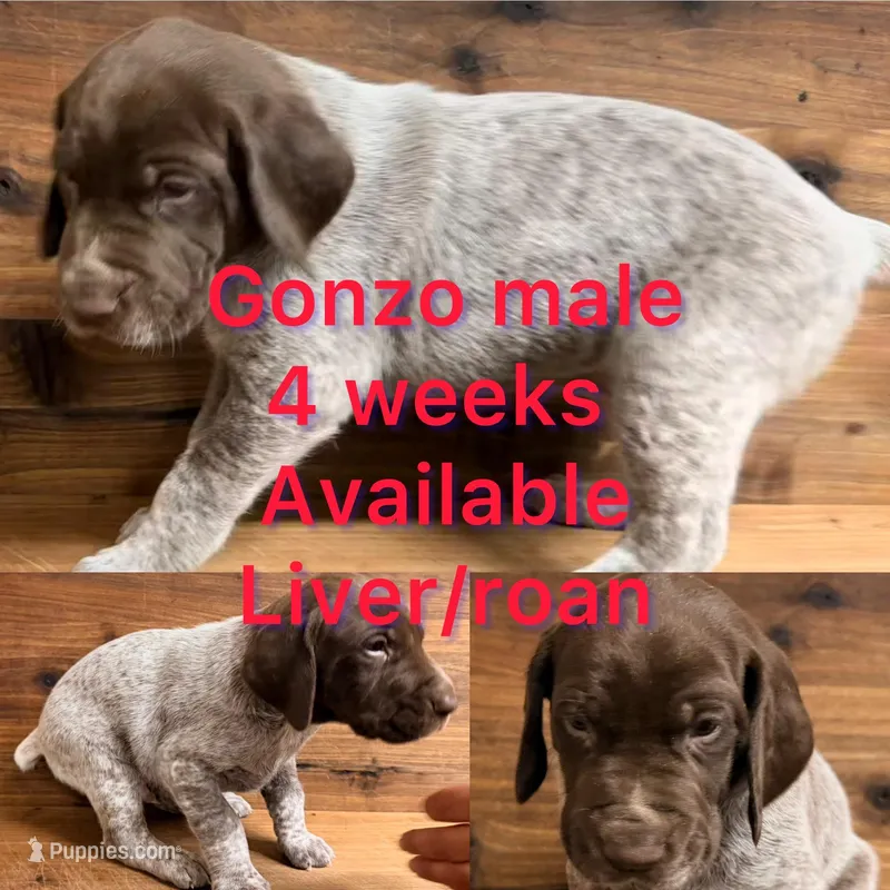 Gonzo – German Shorthaired Pointer puppy for sale in Koshkonong, MO