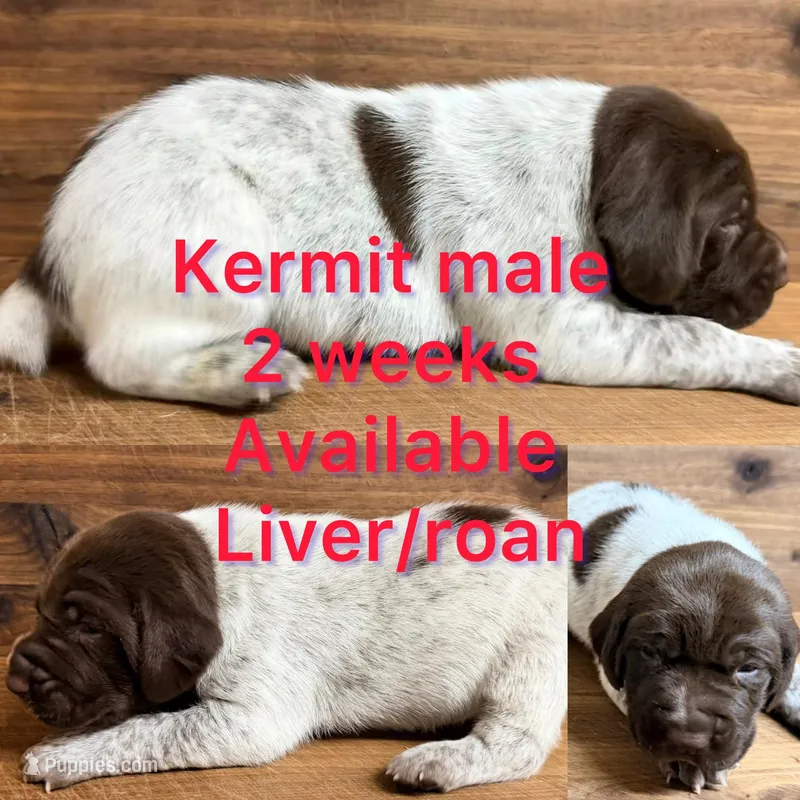 Kermit – German Shorthaired Pointer puppy for sale in Koshkonong, MO