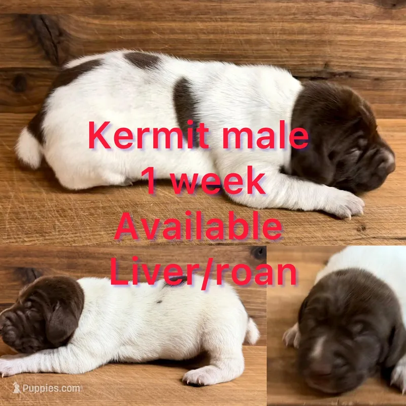 Kermit – German Shorthaired Pointer puppy for sale in Koshkonong, MO