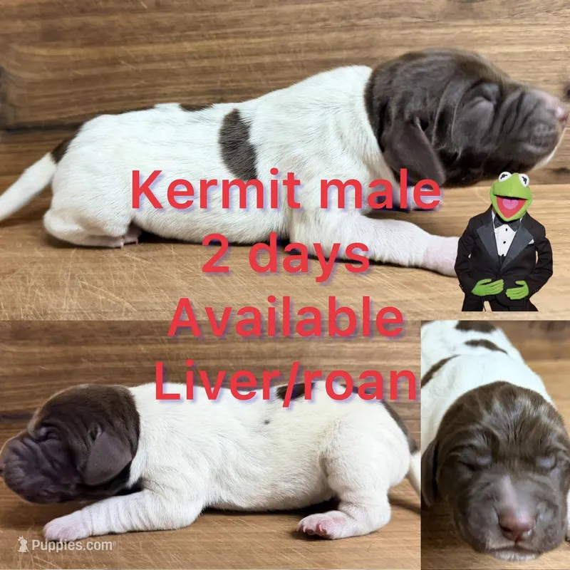 Kermit – German Shorthaired Pointer puppy for sale in Koshkonong, MO