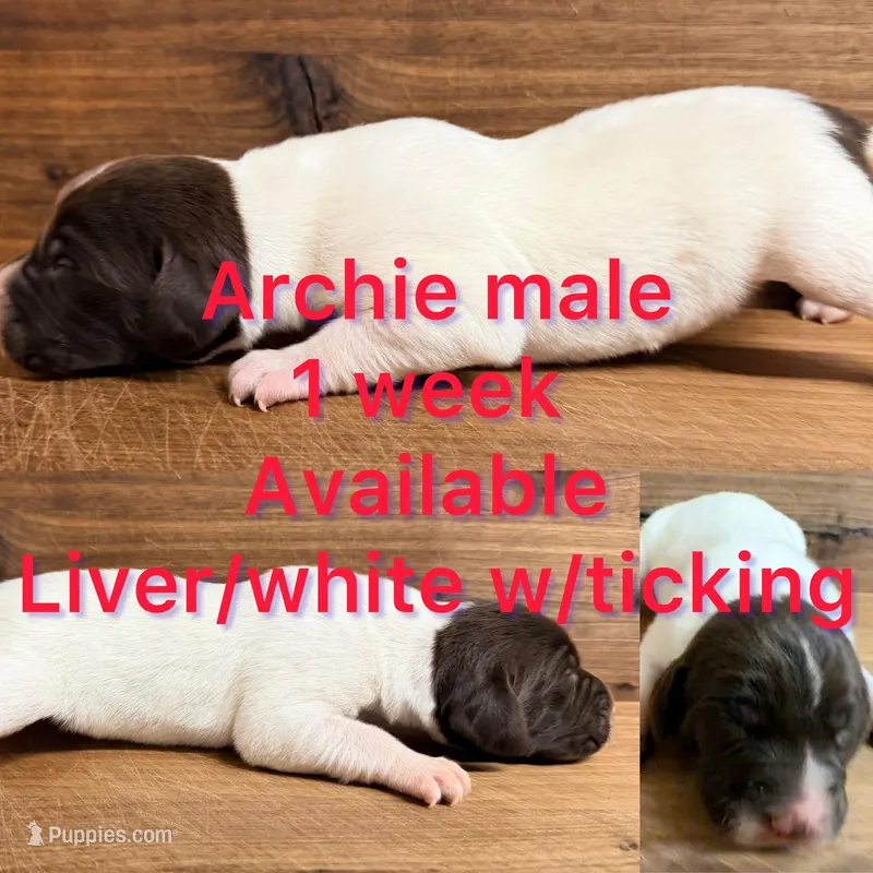 Archie – German Shorthaired Pointer puppy for sale in Koshkonong, MO