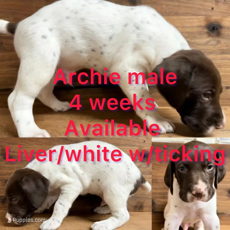 Archie – German Shorthaired Pointer puppy for sale in Koshkonong, MO