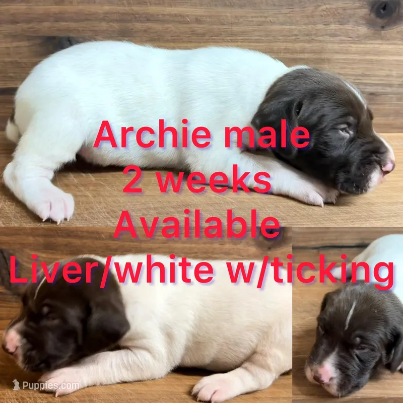 Archie – German Shorthaired Pointer puppy for sale in Koshkonong, MO