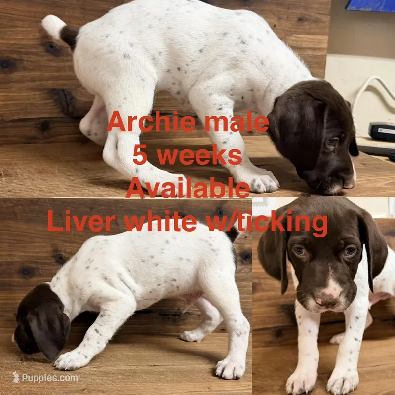 Archie – German Shorthaired Pointer puppy for sale in Koshkonong, MO