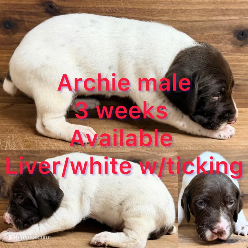 Archie – German Shorthaired Pointer puppy for sale in Koshkonong, MO
