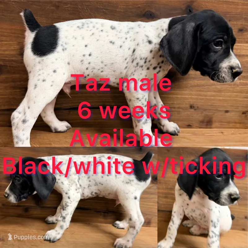 Taz – German Shorthaired Pointer puppy for sale in Koshkonong, MO