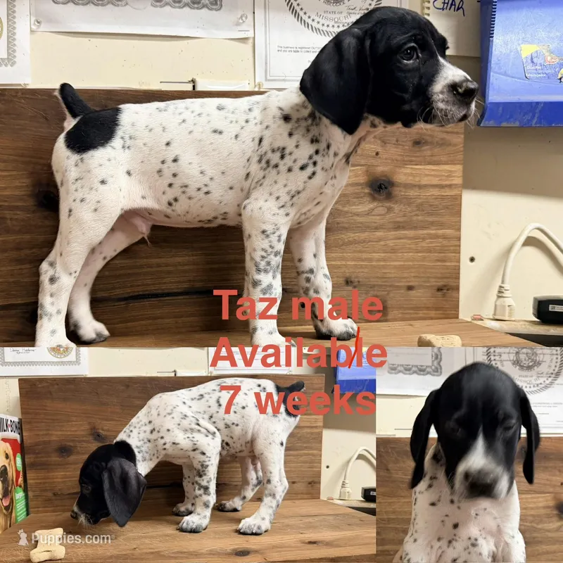 Taz – German Shorthaired Pointer puppy for sale in Koshkonong, MO