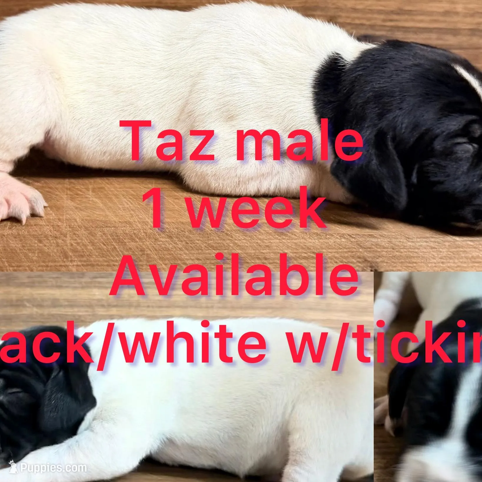 Taz – German Shorthaired Pointer puppy for sale in Koshkonong, MO