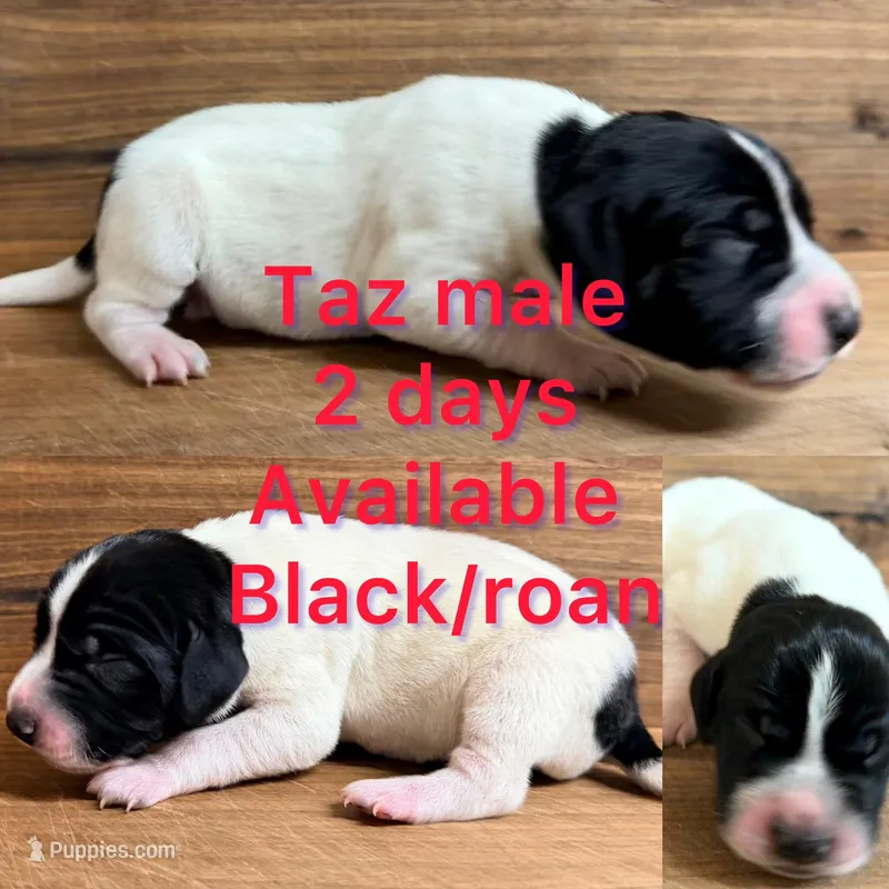 Taz – German Shorthaired Pointer puppy for sale in Koshkonong, MO