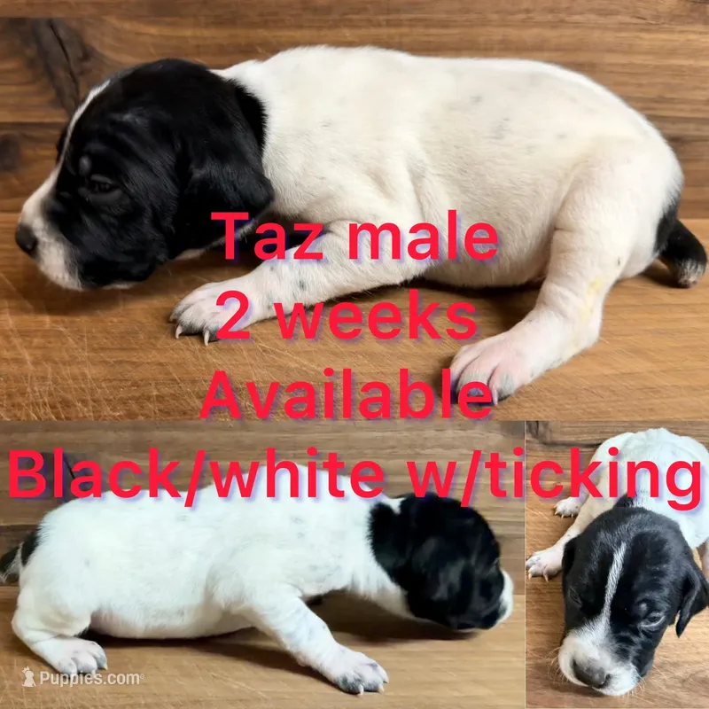 Taz – German Shorthaired Pointer puppy for sale in Koshkonong, MO