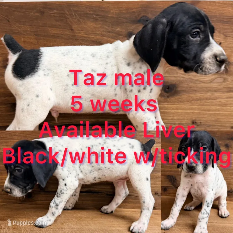 Taz – German Shorthaired Pointer puppy for sale in Koshkonong, MO