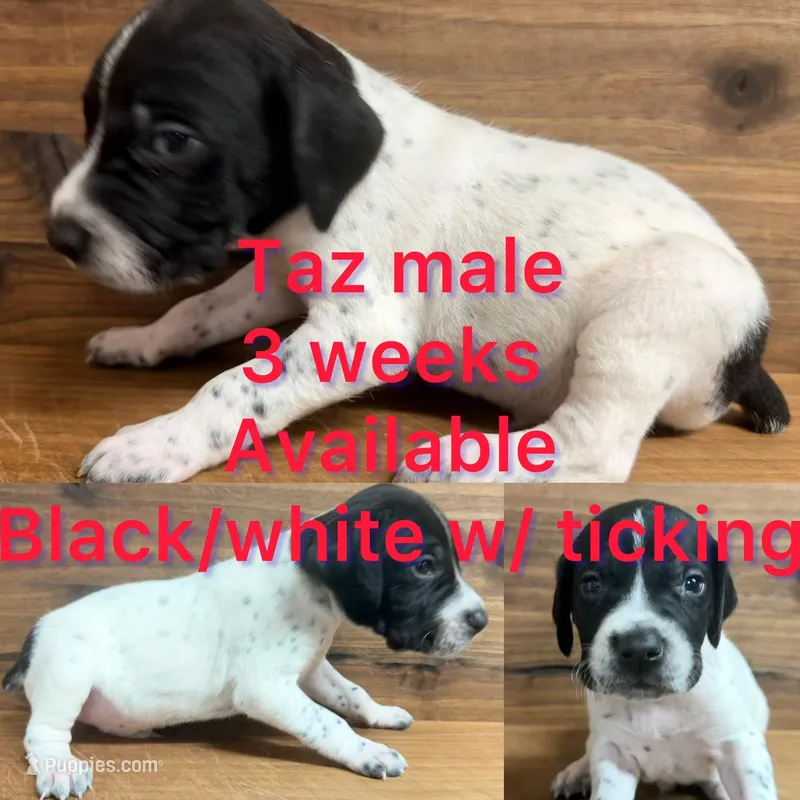 Taz – German Shorthaired Pointer puppy for sale in Koshkonong, MO