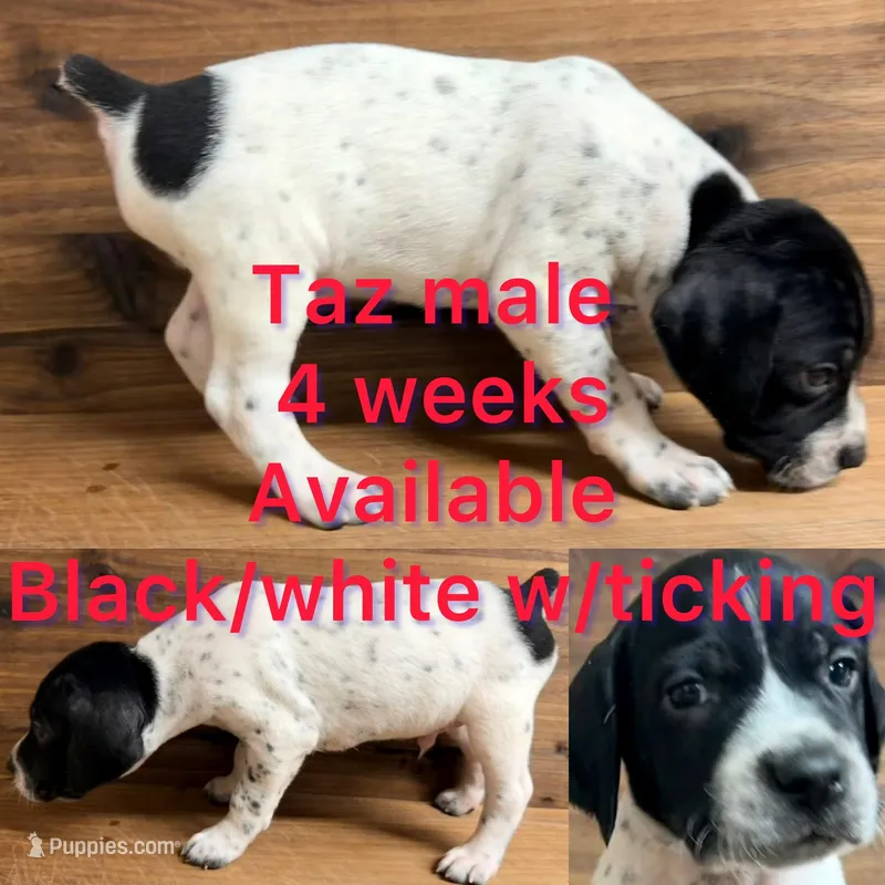 Taz – German Shorthaired Pointer puppy for sale in Koshkonong, MO