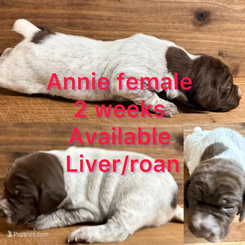 Annie – German Shorthaired Pointer puppy for sale in Koshkonong, MO