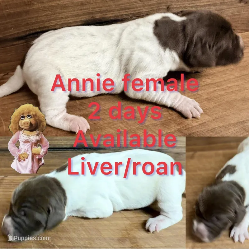 Annie – German Shorthaired Pointer puppy for sale in Koshkonong, MO