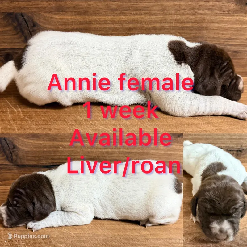 Annie – German Shorthaired Pointer puppy for sale in Koshkonong, MO