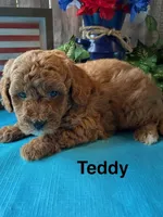 Teddy, a male Cavapoo for sale in Loma Linda, MO – 2 of 3