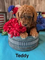 Teddy, a male Cavapoo for sale in Loma Linda, MO – 3 of 3
