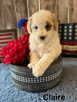 Claire, a female Poodle - Miniature  for sale in Loma Linda, MO – 1 of 4