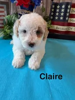 Claire, a female Poodle - Miniature  for sale in Loma Linda, MO – 3 of 4