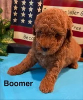 Boomer, a male Cavapoo for sale in Loma Linda, MO – 2 of 3