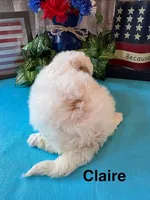 Claire, a female Poodle - Miniature  for sale in Loma Linda, MO – 4 of 4