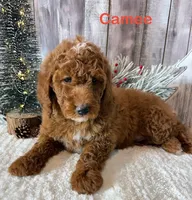 Camee, a female Miniature Goldendoodle for sale in Loma Linda, MO – Photo 4 of 4
