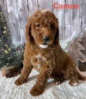 Camee, a female Miniature Goldendoodle for sale in Loma Linda, MO – Photo 3 of 4