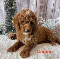 Camee, a female Miniature Goldendoodle for sale in Loma Linda, MO – Photo 1 of 4