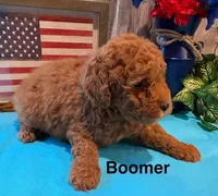 Boomer, a male Cavapoo for sale in Loma Linda, MO – 3 of 3
