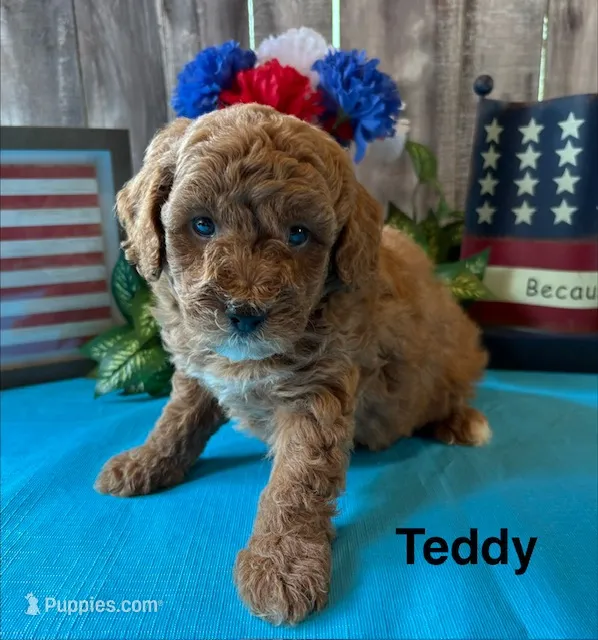 Teddy – Cavapoo puppy for sale in Loma Linda, MO
