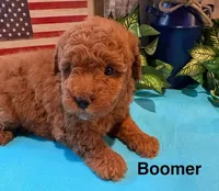 Boomer, a male Cavapoo for sale in Loma Linda, MO – 1 of 3