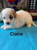 Claire, a female Poodle - Miniature  for sale in Loma Linda, MO – 2 of 4