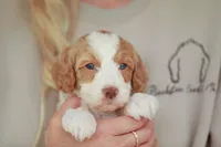 Cracker Jack, a female Bernedoodle and Miniature Bernedoodle for sale in Jackson, MO – 2 of 3