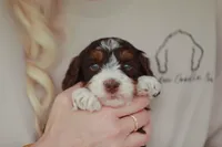 Peanut, a female Bernedoodle and Miniature Bernedoodle for sale in Jackson, MO – 2 of 3