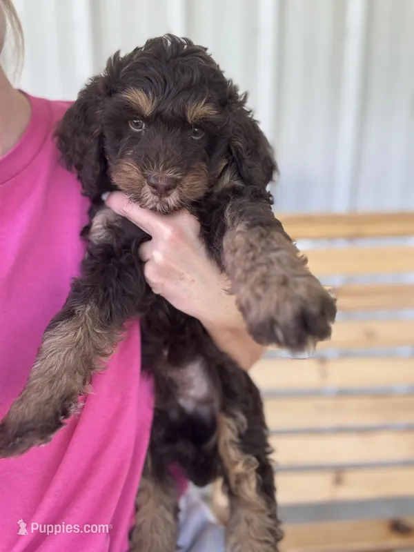 Koala – Bernedoodle puppy for sale in Jackson, MO