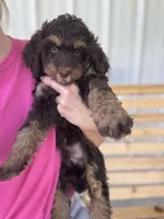 Koala, a male Bernedoodle for sale in Jackson, MO – 1 of 1