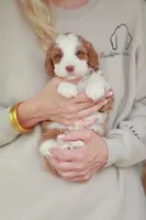 Slugger, a male Bernedoodle for sale in Jackson, MO – 2 of 3