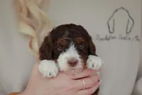 Strike, a female Bernedoodle and Miniature Bernedoodle for sale in Jackson, MO – 2 of 3