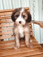 Haven, a male Bernedoodle for sale in Jackson, MO – 1 of 1