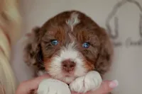 Coach, a male Bernedoodle and Miniature Bernedoodle for sale in Jackson, MO – 2 of 3