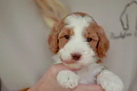 Rawlings, a male Bernedoodle and Miniature Bernedoodle for sale in Jackson, MO – 2 of 3