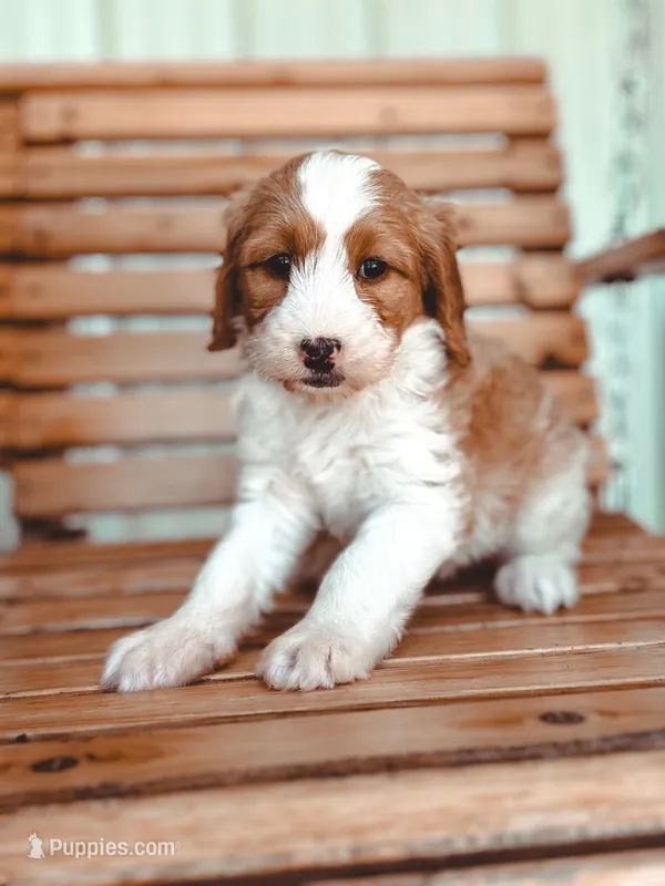 Promise – Bernedoodle puppy for sale in Jackson, MO