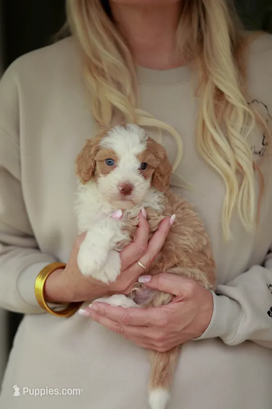 Champ – Bernedoodle, Miniature Bernedoodle puppy for sale in Jackson, MO