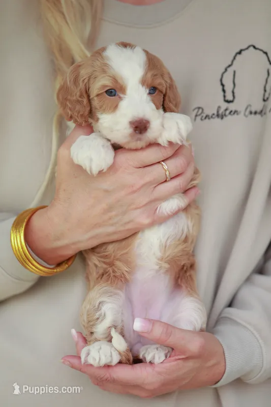 Cracker Jack – Bernedoodle, Miniature Bernedoodle puppy for sale in Jackson, MO