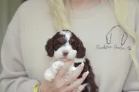 Rookie, a female Bernedoodle and Miniature Bernedoodle for sale in Jackson, MO – 2 of 3