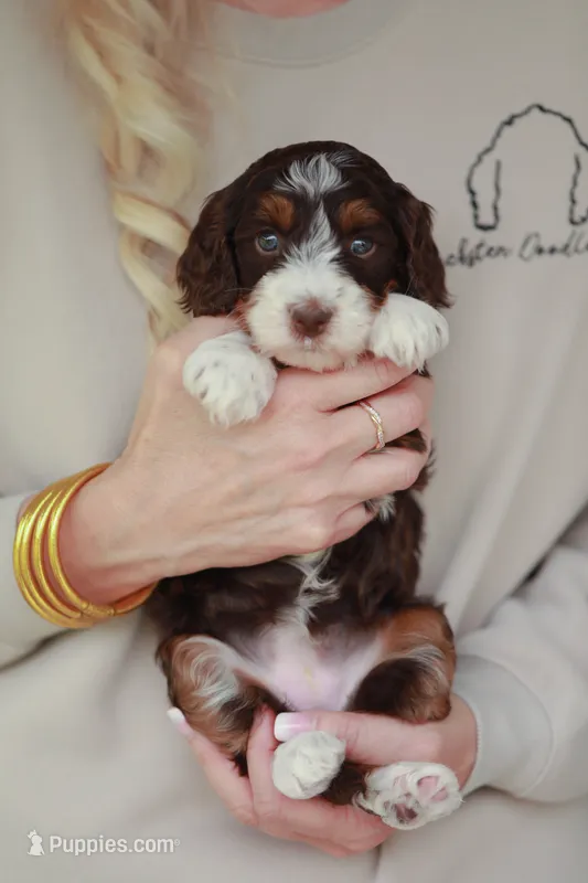 Peanut – Bernedoodle, Miniature Bernedoodle puppy for sale in Jackson, MO