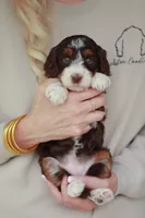 Peanut, a female Bernedoodle and Miniature Bernedoodle for sale in Jackson, MO – 1 of 3