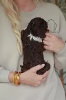 Peanut, a female Bernedoodle and Miniature Bernedoodle for sale in Jackson, MO – 3 of 3