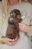 Coach, a male Bernedoodle and Miniature Bernedoodle for sale in Jackson, MO – 3 of 3